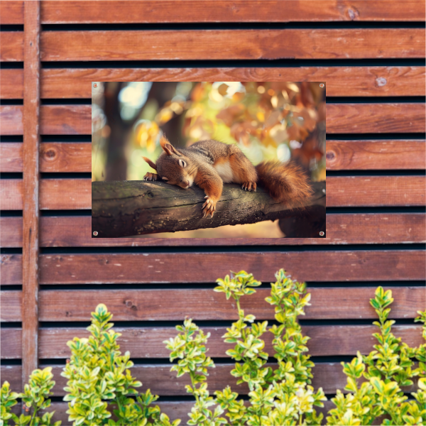Eekhoorn geniet van herfstige rust tuinposter