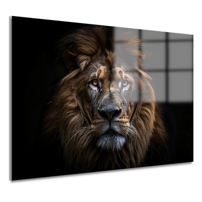 De trotse blik van de koning der dieren acrylglas