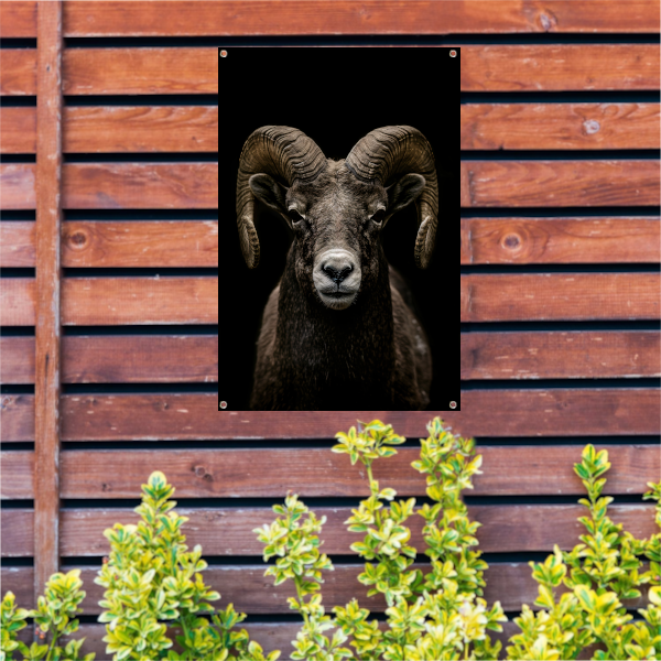 Krachtige close-up van een ram in zwart en wit tuinposter