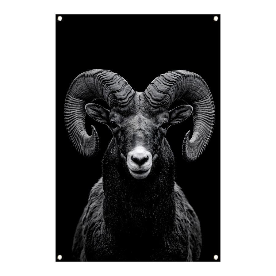 Indrukwekkend zwart-wit portret van een majestueuze ram tuinposter