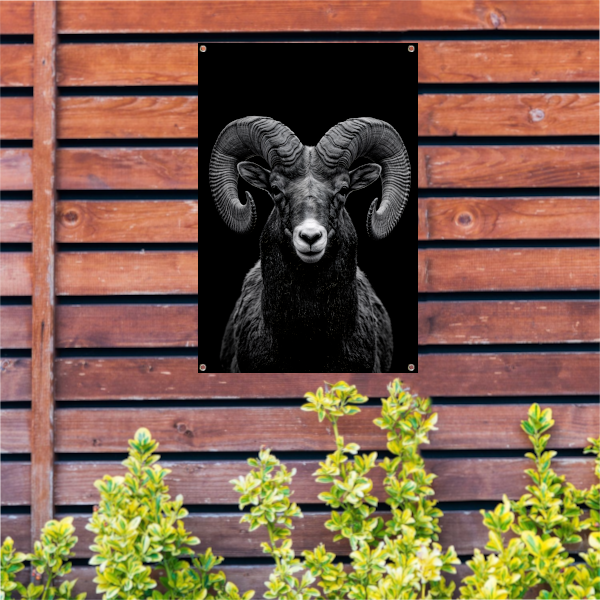 Indrukwekkend zwart-wit portret van een majestueuze ram tuinposter