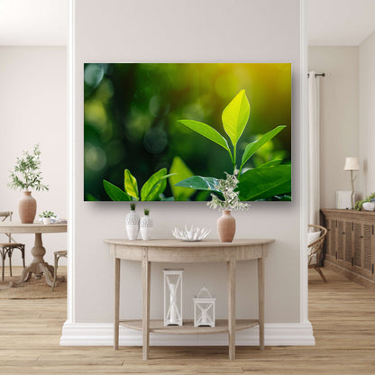 Helder Groen Blad in Zonlicht acrylglas