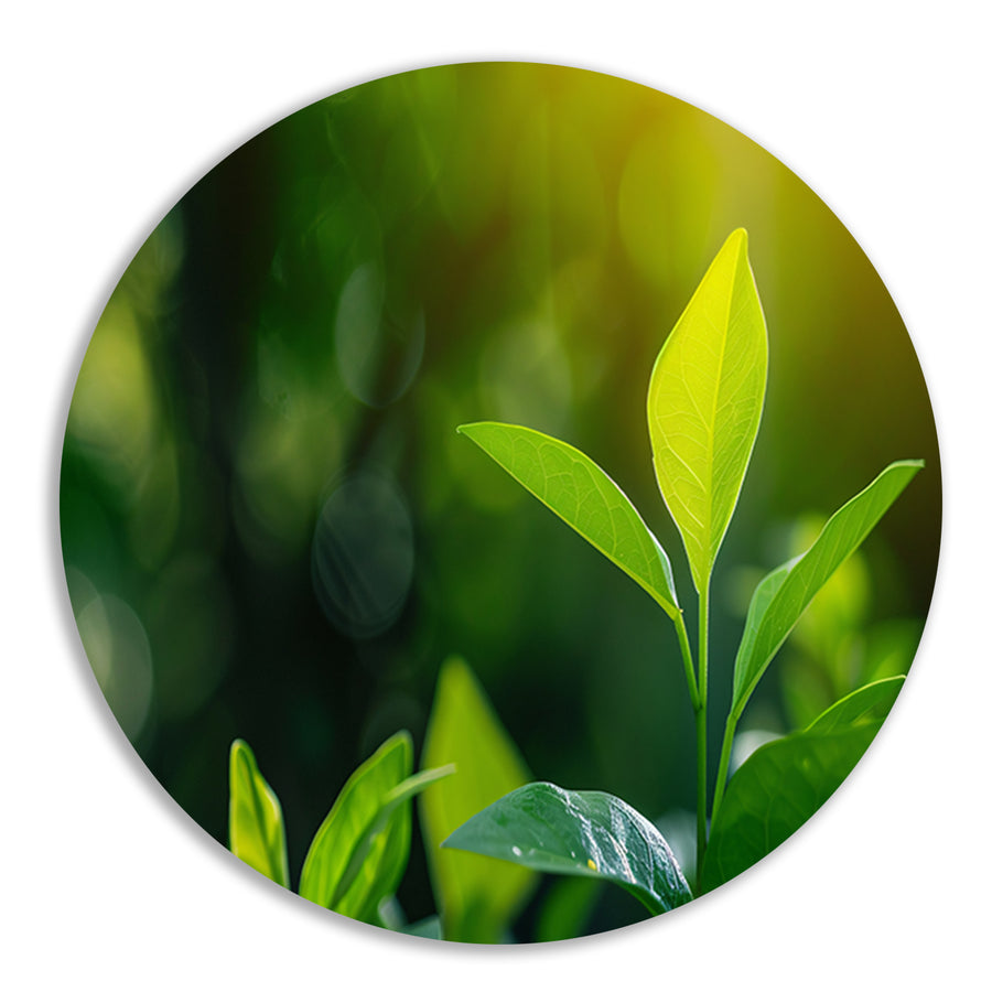 Helder Groen Blad in Zonlicht forex muurcirkel