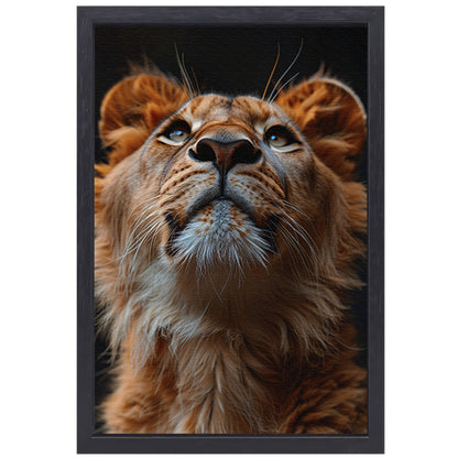 Majestueuze leeuw met intense blik omhoog canvas met baklijst