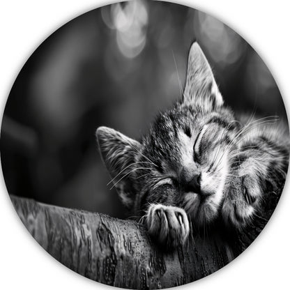 Slapende kitten op boomtak aluminium muurcirkel