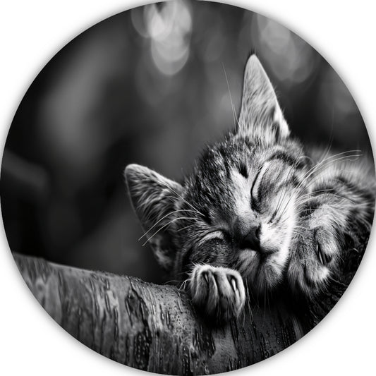 Slapende kitten op boomtak aluminium muurcirkel