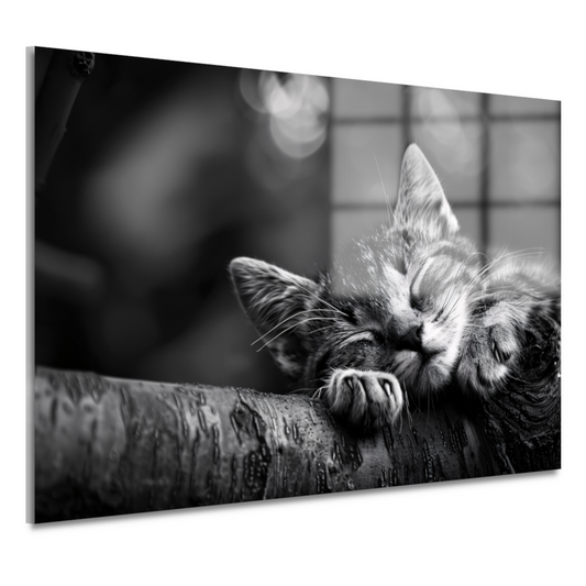 Slapende kitten op boomtak acrylglas