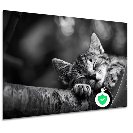 Slapende kitten op boomtak poster
