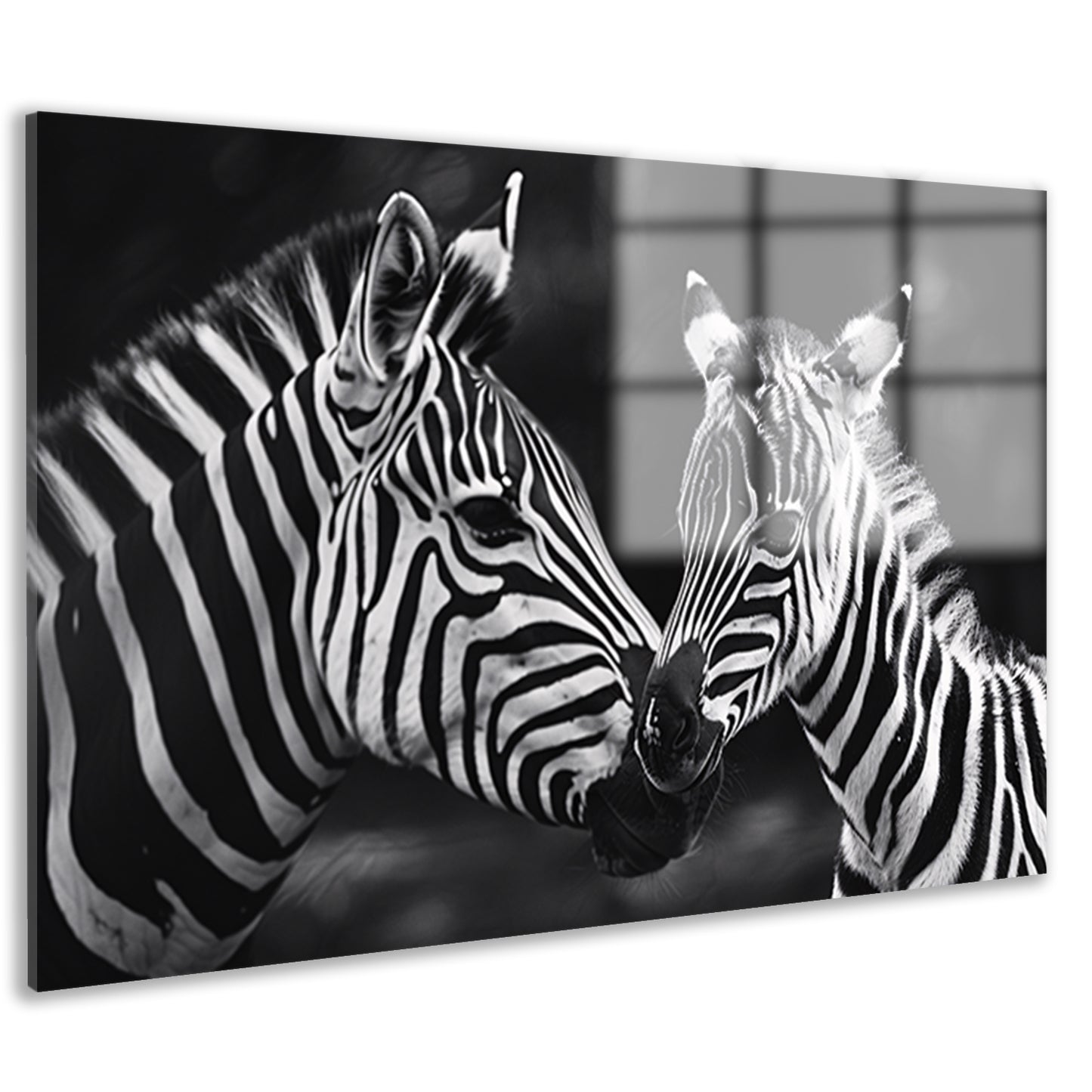 Intieme ontmoeting zebra moeder en jong acrylglas