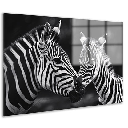 Intieme ontmoeting zebra moeder en jong acrylglas