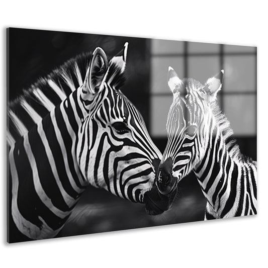 Intieme ontmoeting zebra moeder en jong acrylglas