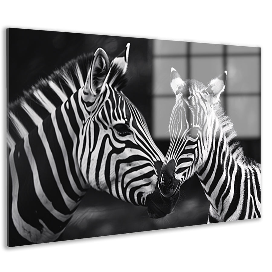 Intieme ontmoeting zebra moeder en jong acrylglas