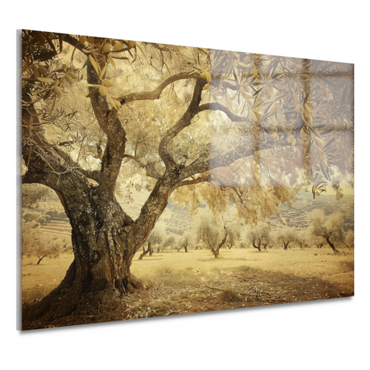 Olijfboom onder Provençaalse hemel acrylglas