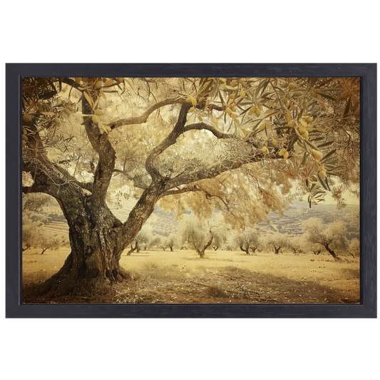 Olijfboom onder Provençaalse hemel canvas met baklijst