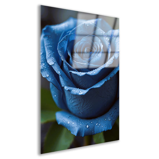 Blauwe roos bedauwd in ochtendlicht acrylglas