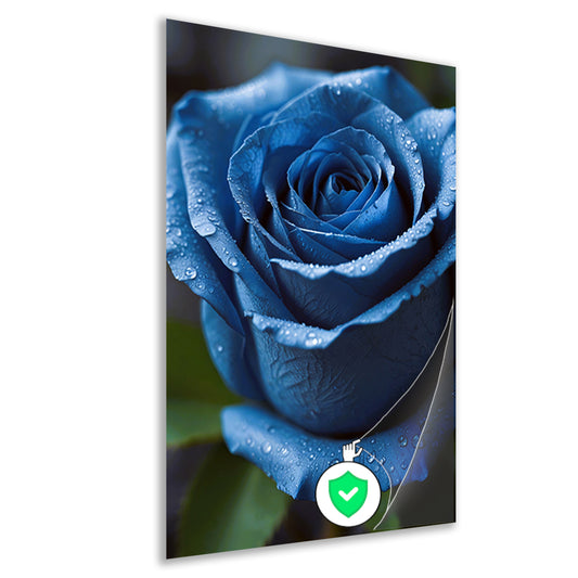 Blauwe roos bedauwd in ochtendlicht poster