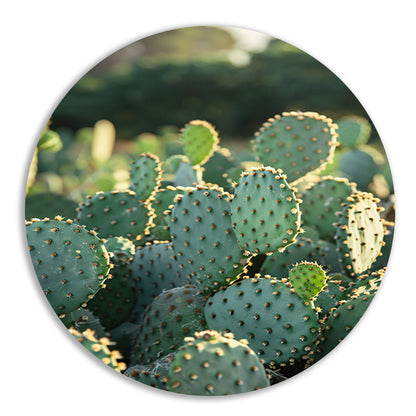 Close-up van cactus met stekels forex muurcirkel