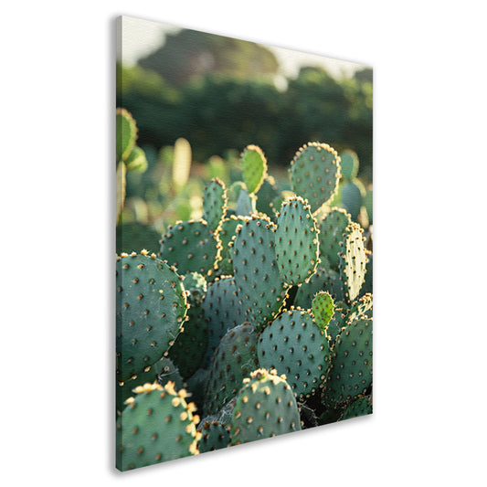 Close-up van cactus met stekels canvas
