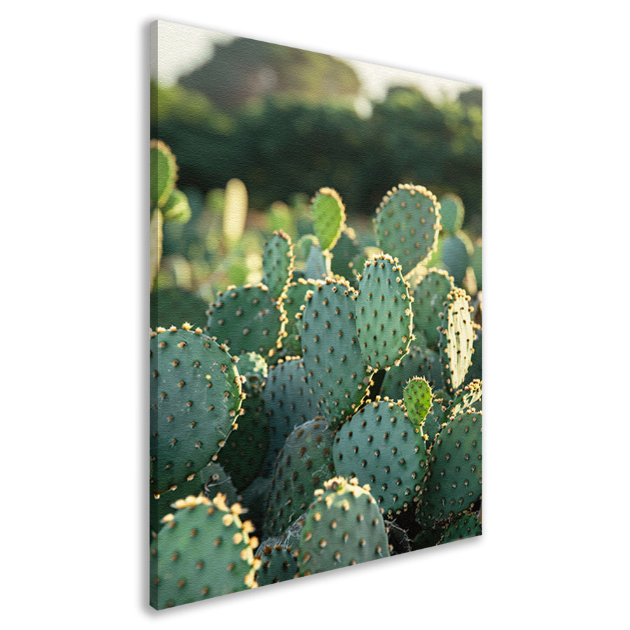 Close-up van cactus met stekels canvas