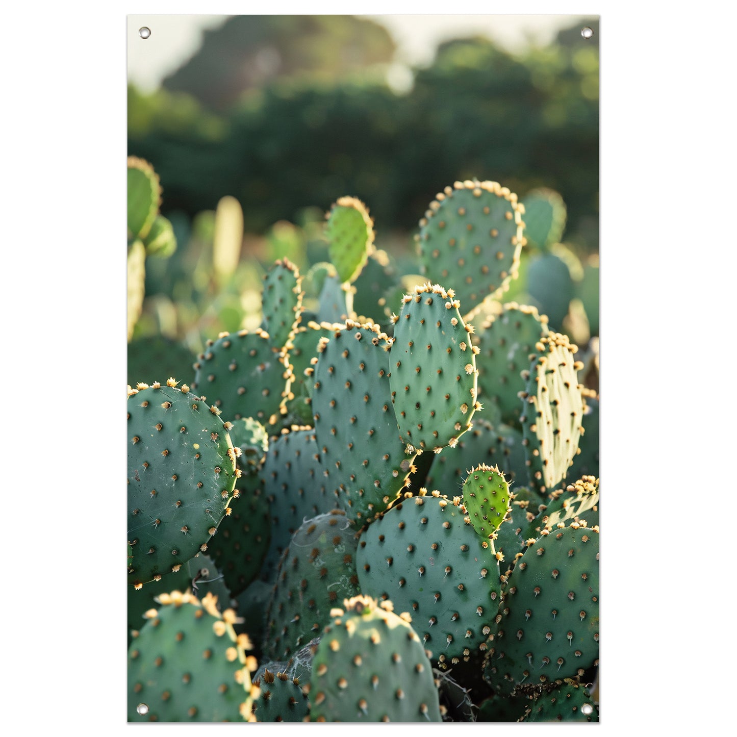 Close-up van cactus met stekels tuinposter
