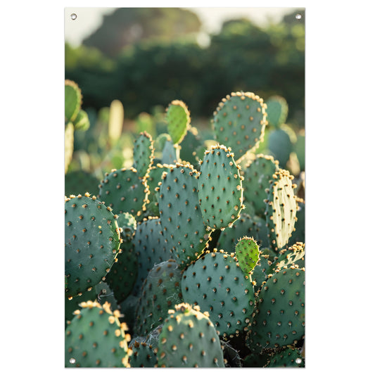 Close-up van cactus met stekels tuinposter