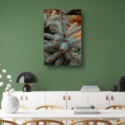 Close-up van blauwe spar in zonlicht canvas