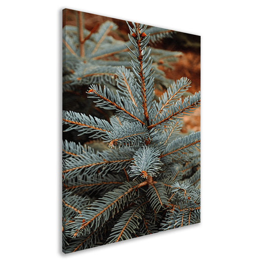 Close-up van blauwe spar in zonlicht canvas