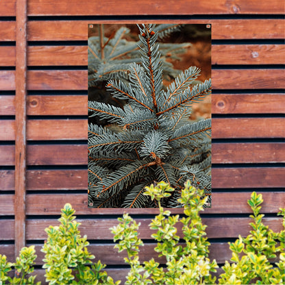 Close-up van blauwe spar in zonlicht tuinposter