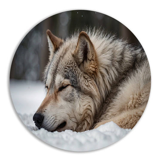 Slapende wolf in een besneeuwd landschap forex muurcirkel