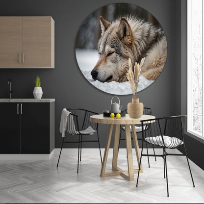 Slapende wolf in een besneeuwd landschap aluminium muurcirkel
