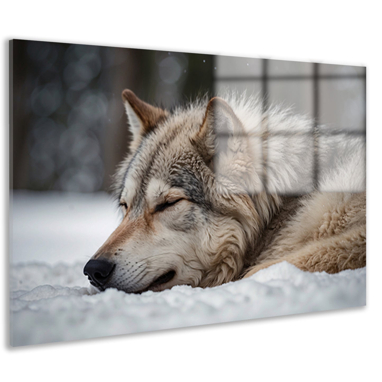 Slapende wolf in een besneeuwd landschap acrylglas