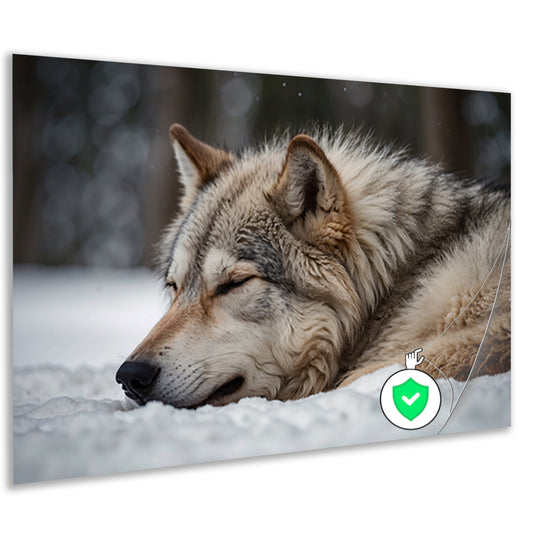 Slapende wolf in een besneeuwd landschap poster