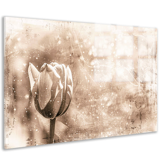 Minimalistische sepia lijntekening van tulp acrylglas