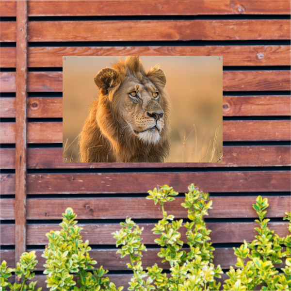 Majestueuze Leeuw in Gouden Avondlicht tuinposter