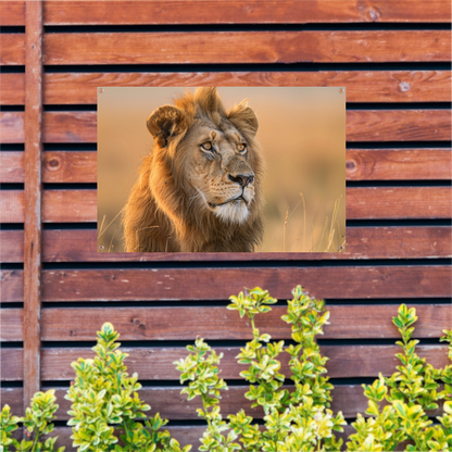 Majestueuze Leeuw in Gouden Avondlicht tuinposter