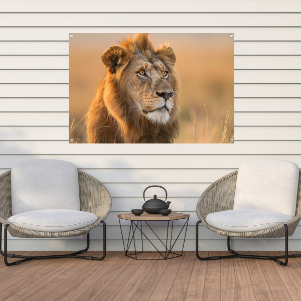 Majestueuze Leeuw in Gouden Avondlicht tuinposter