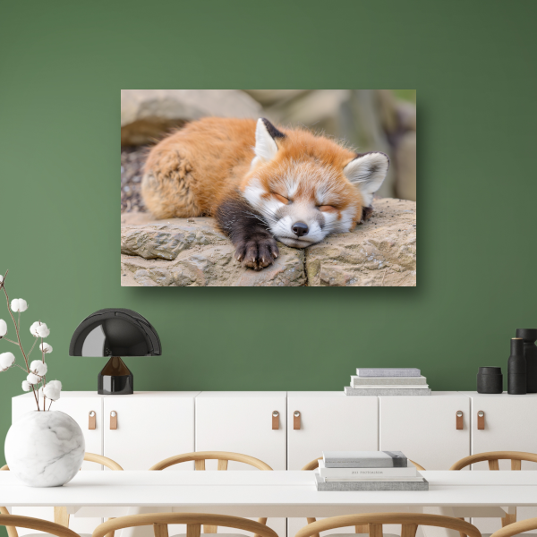 Ontspannende Rode Vos in Natuurlijke Habitat canvas