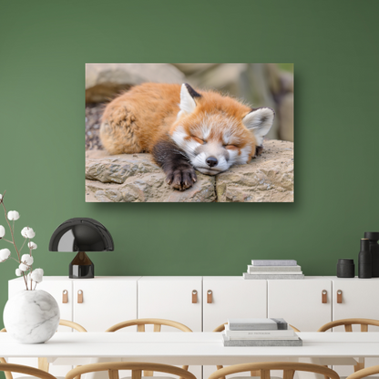 Ontspannende Rode Vos in Natuurlijke Habitat canvas