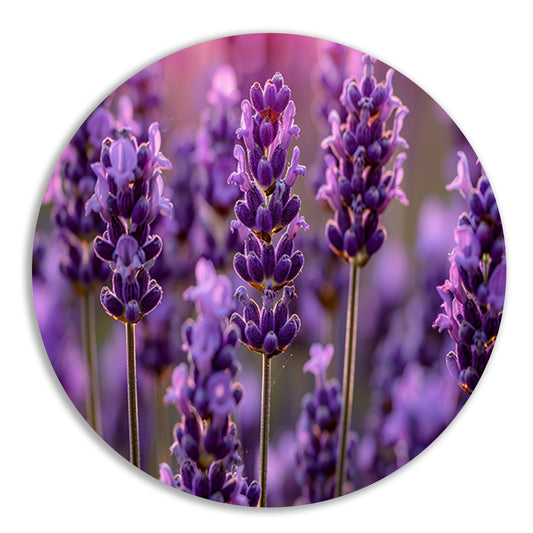 Close-up van lavendelbloemen in zachte zonneschijn forex muurcirkel