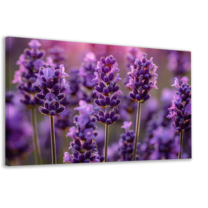 Close-up van lavendelbloemen in zachte zonneschijn canvas