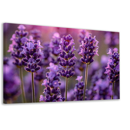 Close-up van lavendelbloemen in zachte zonneschijn canvas
