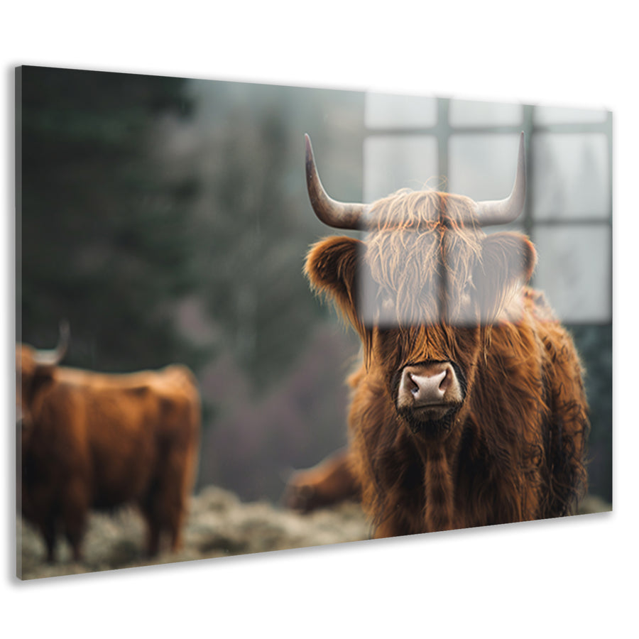 Schotse Hooglander in mistig boslandschap acrylglas