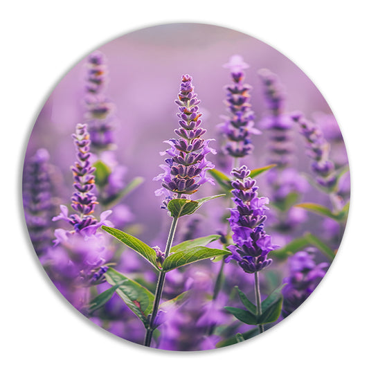 Close-up van bloeiende lavendelbloemen in paars forex muurcirkel