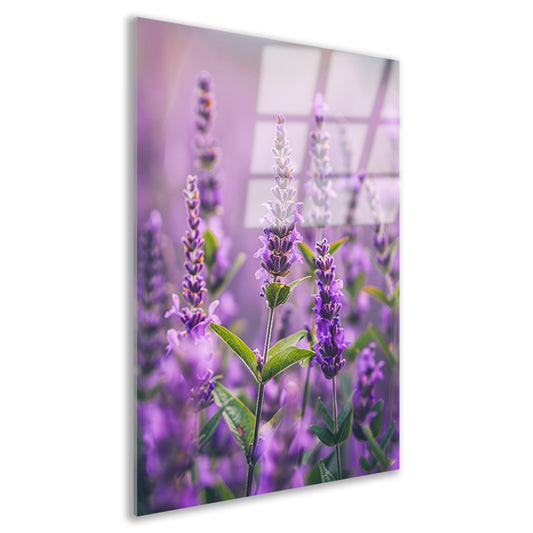 Close-up van bloeiende lavendelbloemen in paars acrylglas