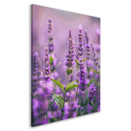 Close-up van bloeiende lavendelbloemen in paars canvas