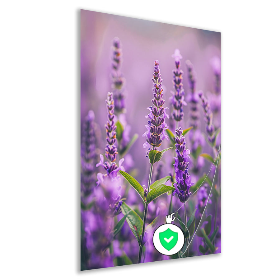 Close-up van bloeiende lavendelbloemen in paars poster
