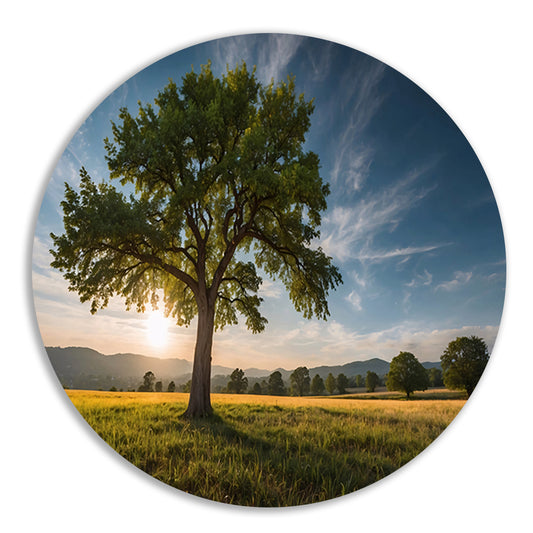 Majestueuze boom bij zonsondergang in veld aluminium muurcirkel
