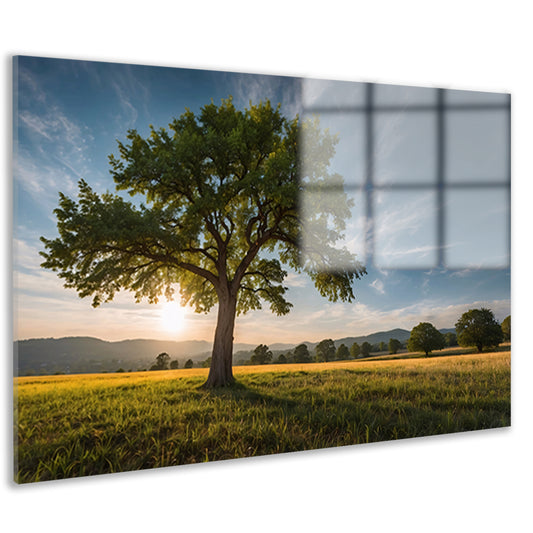 Majestueuze boom bij zonsondergang in veld acrylglas