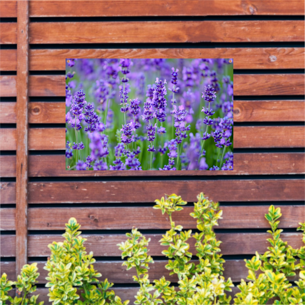 Levendig lavendelveld in volle bloei tuinposter