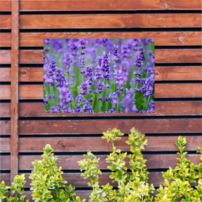 Levendig lavendelveld in volle bloei tuinposter